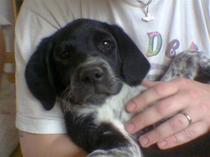 Blanding af racer fie billede 5