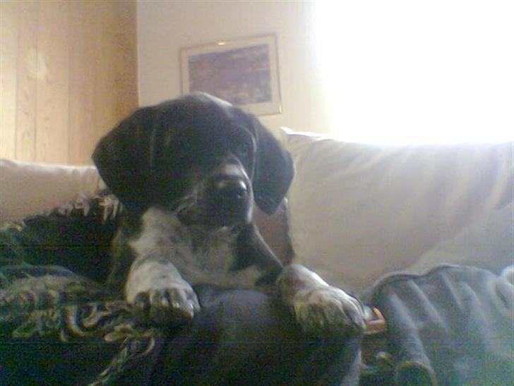 Blanding af racer fie billede 6