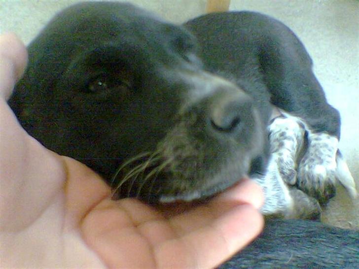 Blanding af racer fie billede 7