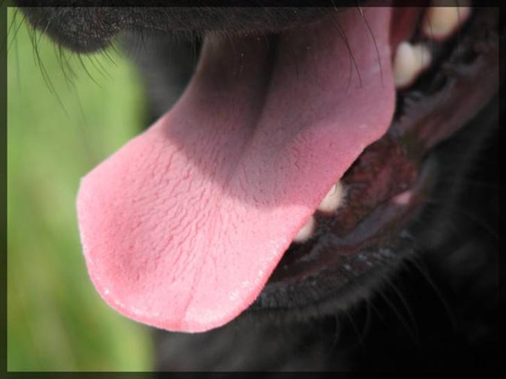 Labrador retriever Molly - Mollys tunge hahaha billede 11