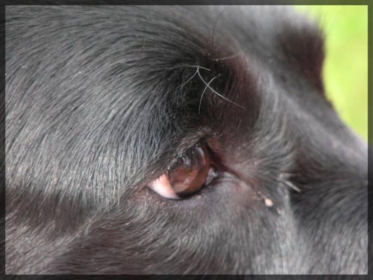 Labrador retriever Molly - Mollys smukke øje billede 12