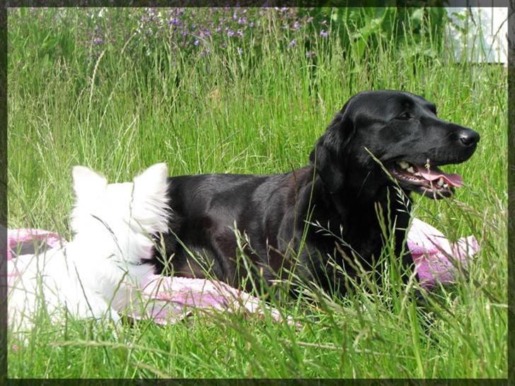 Labrador retriever Molly - Min nabos hund og Molly de er kærester <3 billede 13