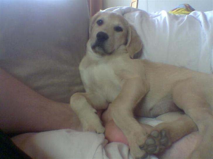 Blanding af racer creamy billede 1