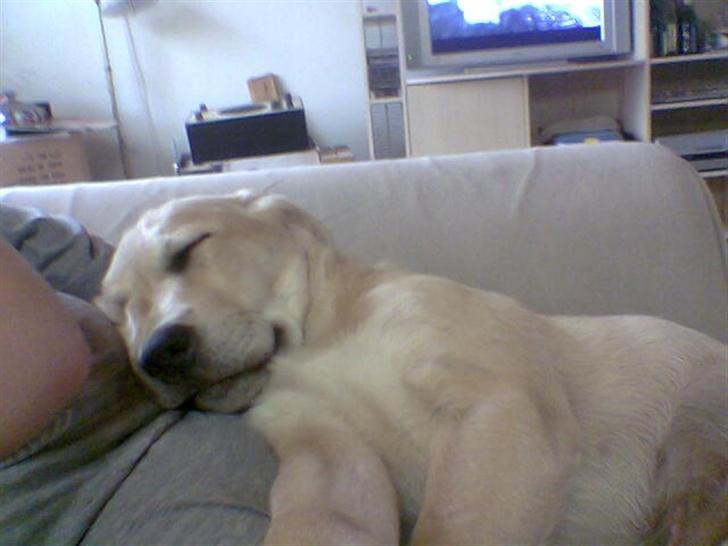 Blanding af racer creamy billede 2