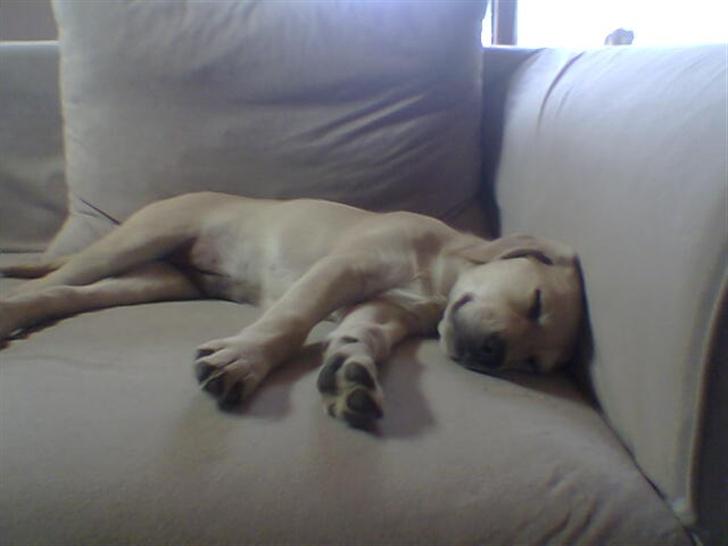 Blanding af racer creamy billede 3