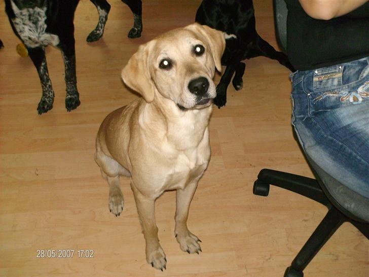 Blanding af racer creamy billede 4