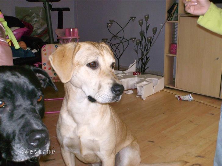 Blanding af racer creamy billede 5