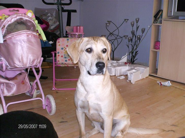 Blanding af racer creamy billede 6