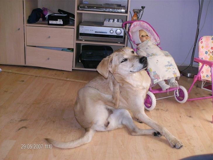 Blanding af racer creamy billede 7