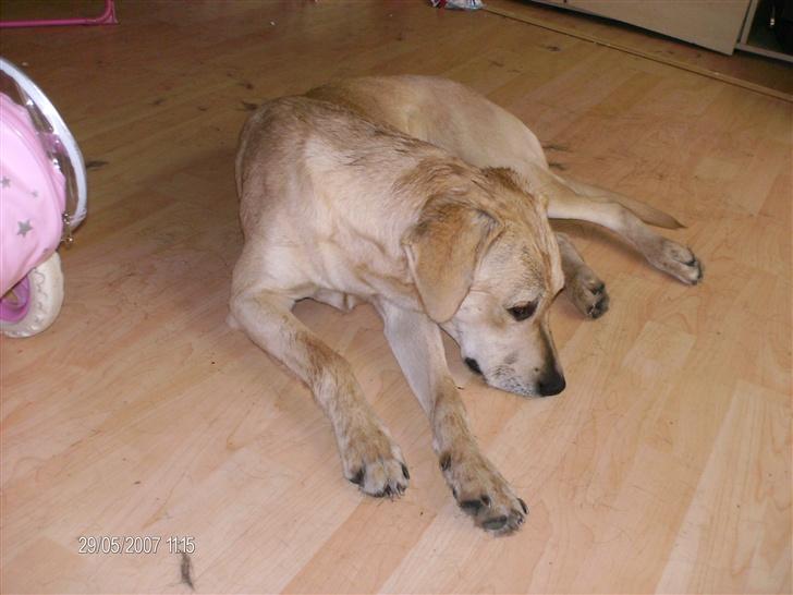 Blanding af racer creamy billede 8