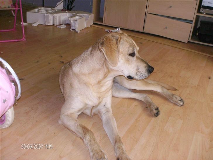 Blanding af racer creamy billede 9