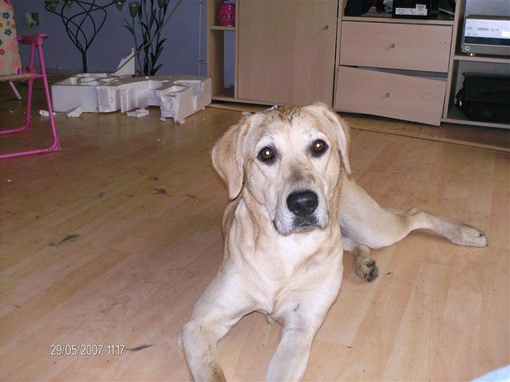 Blanding af racer creamy billede 10