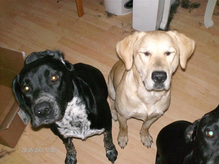 Blanding af racer fie billede 8