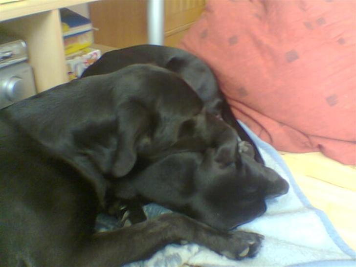 Blanding af racer taz billede 11