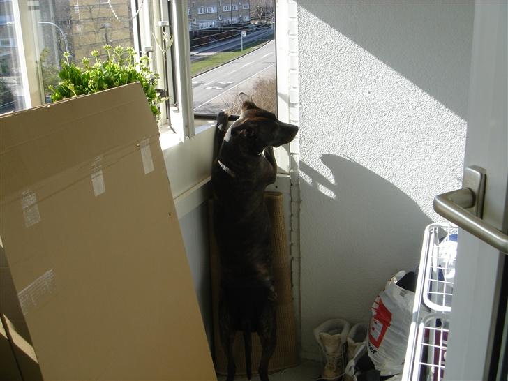 Amerikansk staffordshire terrier Diva - Hva sker der udenfor.. billede 10