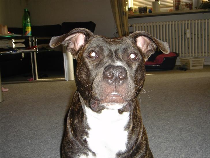 Amerikansk staffordshire terrier Diva - "Du ska ikke spille smart" er nemlig blevet 1 år.. billede 11