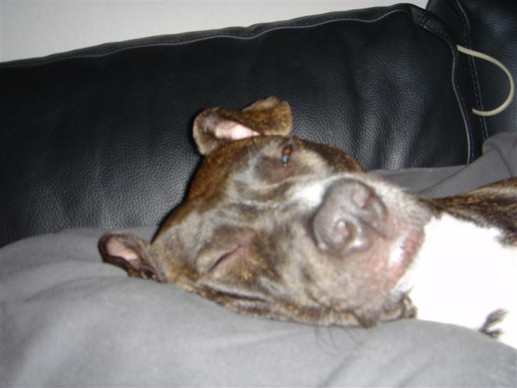 Amerikansk staffordshire terrier Diva - Dejligt at man kan putte.. billede 12