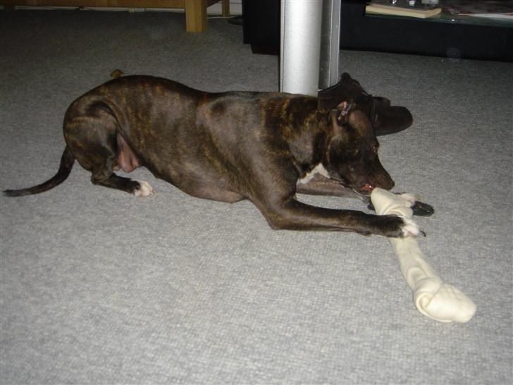 Amerikansk staffordshire terrier Diva - Det smager bare godt.. billede 13