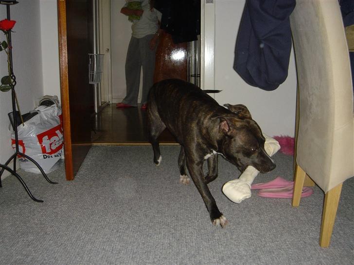 Amerikansk staffordshire terrier Diva - juhhuu har lige fået et lækkert ben.. billede 14