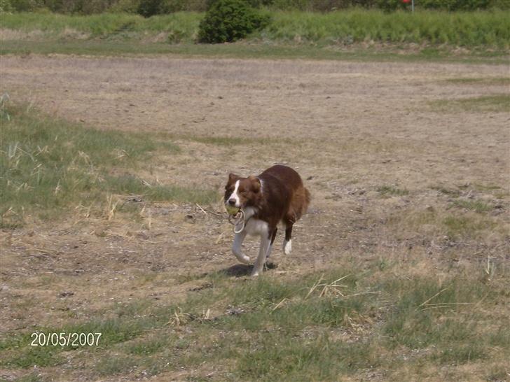 Border collie rex billede 15