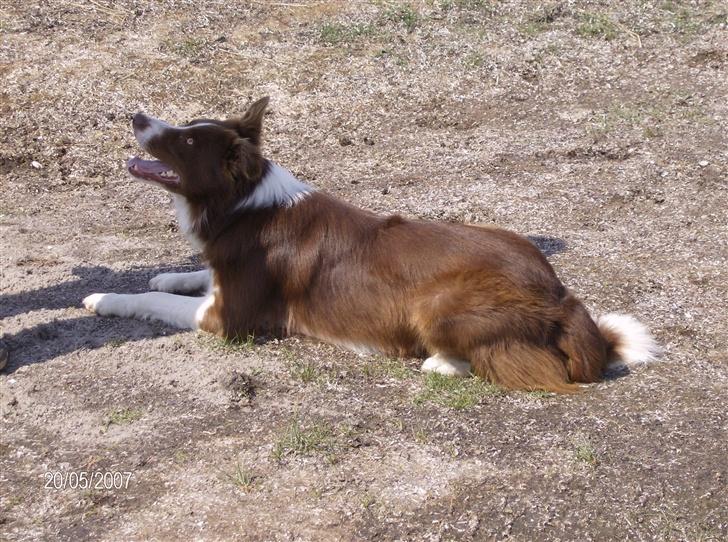 Border collie rex billede 16