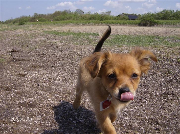 Blanding af racer molly billede 5