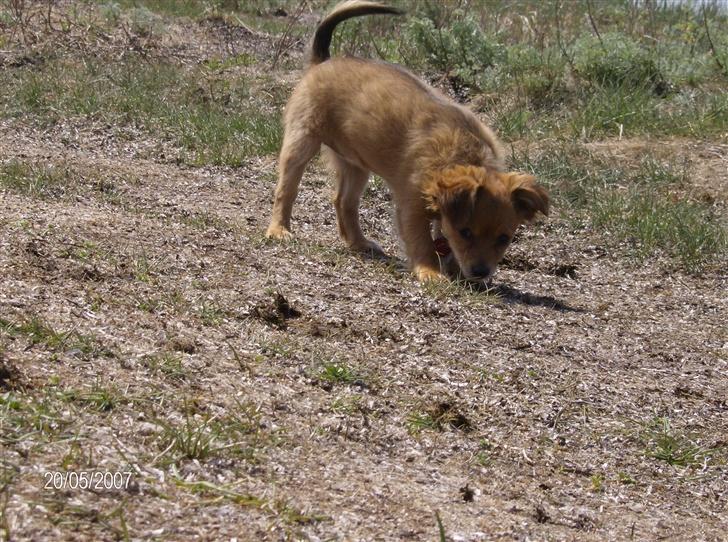 Blanding af racer molly billede 6