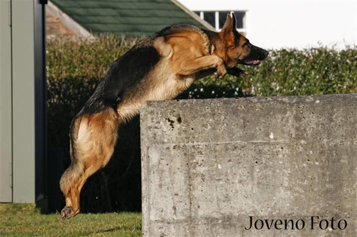 Schæferhund Møgelvangs Vega - 20. Hopla! Vega springer 1 m. op på en betonhøj. 14. februar 2008. billede 20