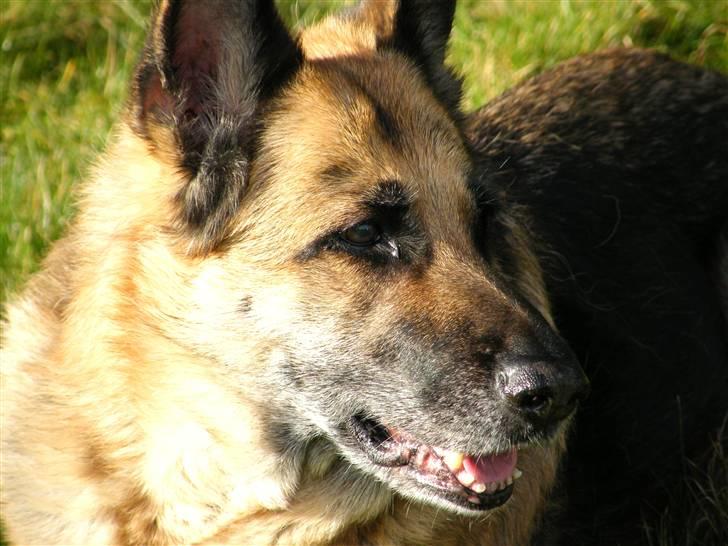 Schæferhund Nathja RIP - 2009/ 13½ ÅR - Nathja D. 8 Marts 2009.  billede 1