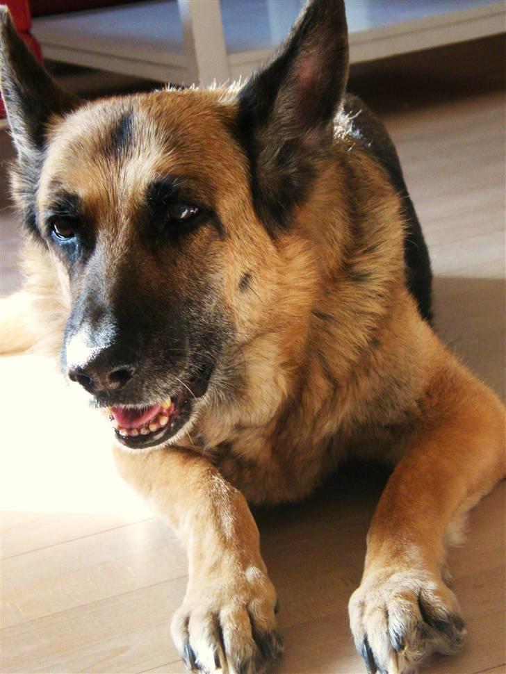 Schæferhund Nathja RIP - 2009/ 13½ ÅR - Nathja D. 22 Marts 2009. <3 billede 3