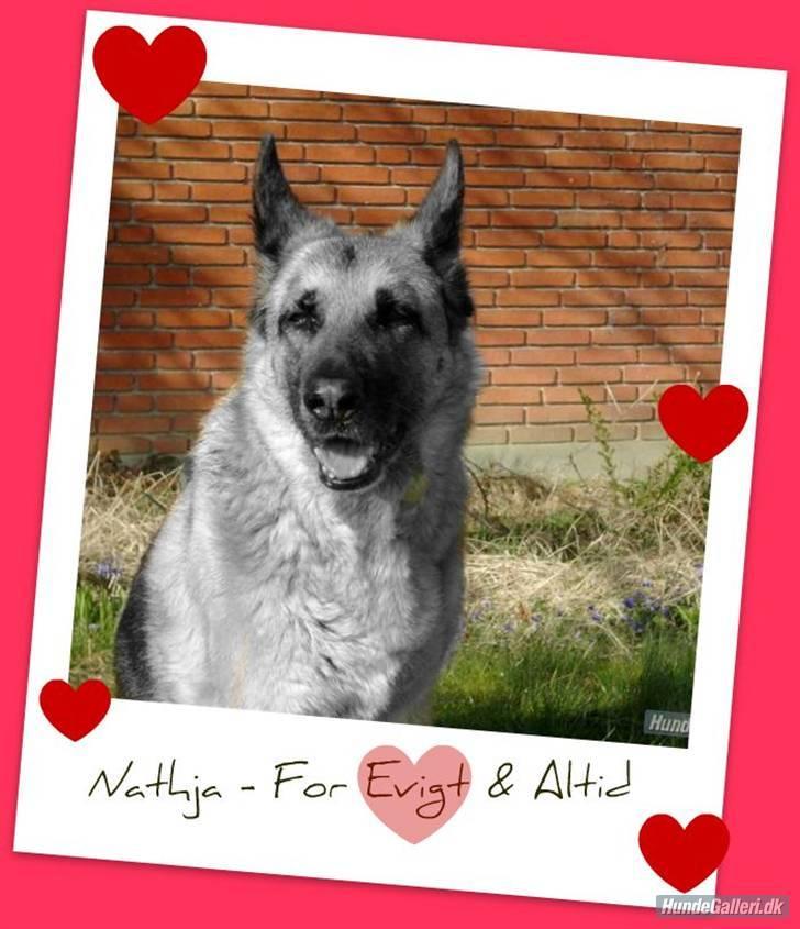 Schæferhund Nathja RIP - 2009/ 13½ ÅR - Nathja - Evig & Altid <3 :´) billede 8