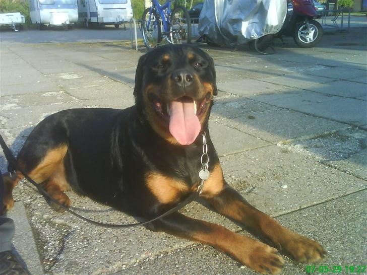 Rottweiler Cleo - Puha, der er varmt ..  billede 1