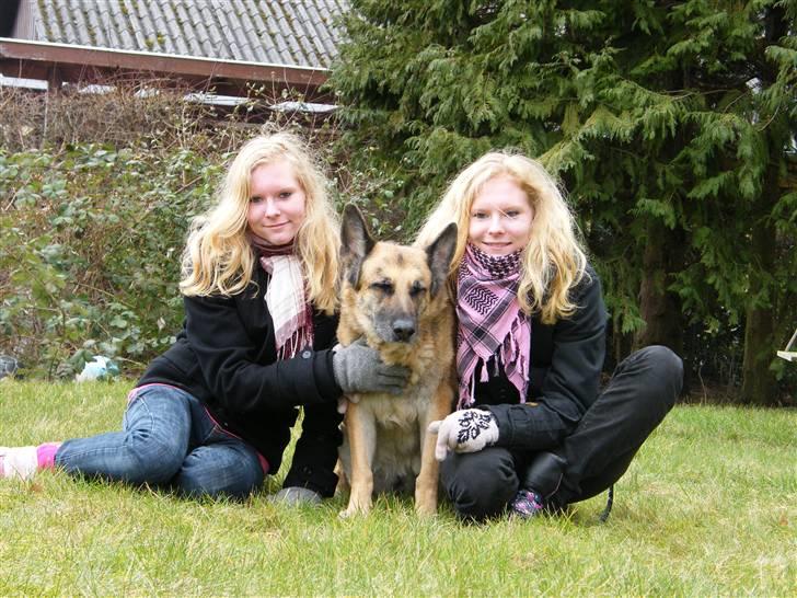 Schæferhund Nathja RIP - 2009/ 13½ ÅR - Fra venstre: Mig, Nathja & Søster :D De to STOLTE hundeejere af Nathja. D. 11 Marts 2009. billede 12