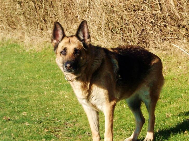 Schæferhund Nathja RIP - 2009/ 13½ ÅR - Nathja i Februar 2008. billede 13