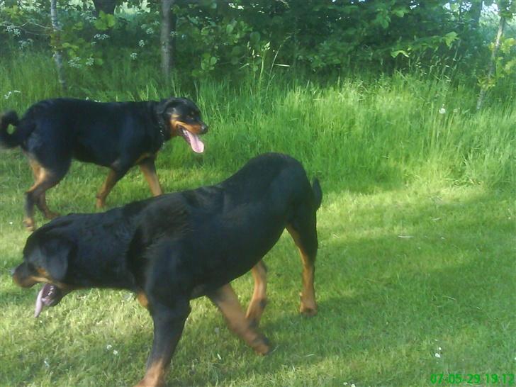 Rottweiler Cleo - Cleo & Shinto ;b billede 2