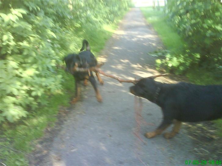 Rottweiler Cleo - Dét er min pind, grr ..  billede 3