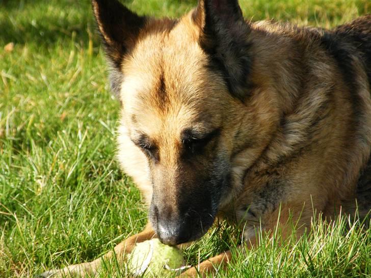 Schæferhund Nathja RIP - 2009/ 13½ ÅR - Nathja D. 11 Marts 2009. billede 15