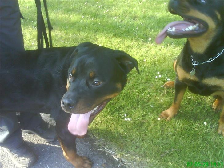 Rottweiler Cleo - Vi sveder altså, mor .. Heh .. billede 4