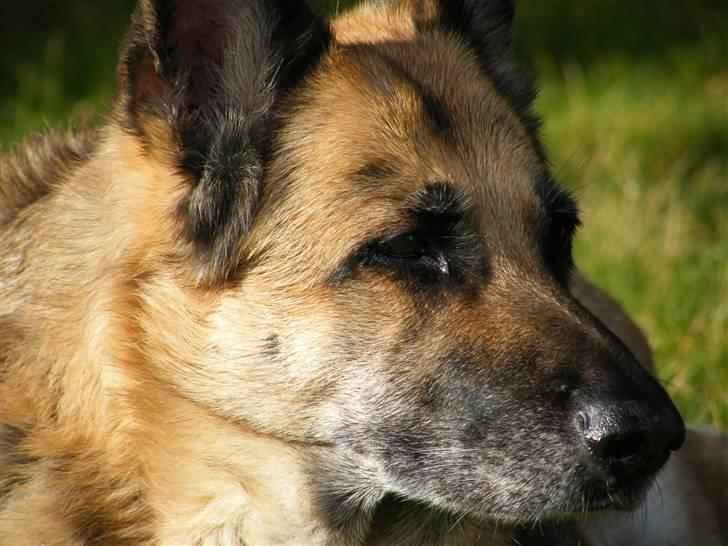 Schæferhund Nathja RIP - 2009/ 13½ ÅR - Nathja D. 11 Marts 2009. <3 billede 16