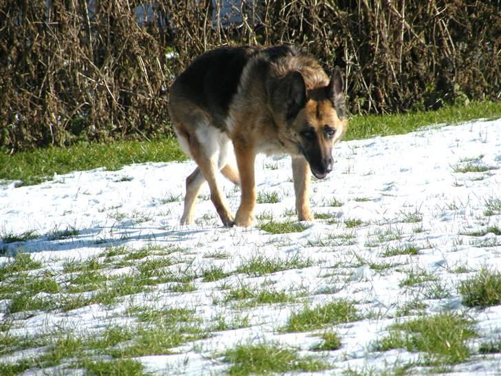 Schæferhund Nathja RIP - 2009/ 13½ ÅR - Nathja D. 13 Februar 09. På gå tur i sneen. billede 17