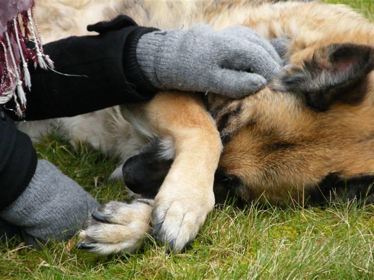 Schæferhund Nathja RIP - 2009/ 13½ ÅR - Nathja D.11 Marts 2009. billede 18