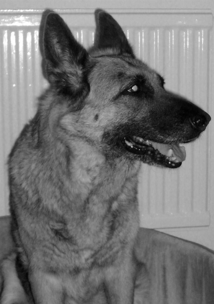 Schæferhund Nathja RIP - 2009/ 13½ ÅR - Nathja i Januar 2008. <3 billede 19