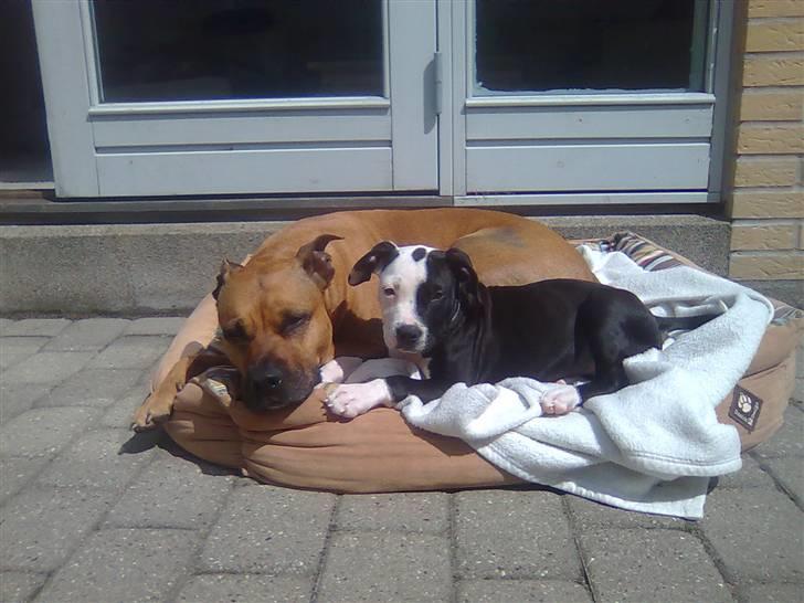 Amerikansk staffordshire terrier Chica "Elsket og savnet " R.I.P 18/8-2014 - Jeg bliver helt salig og træt når jeg ligger og nyder solen.. Uhmm ZZZZ:)) billede 13