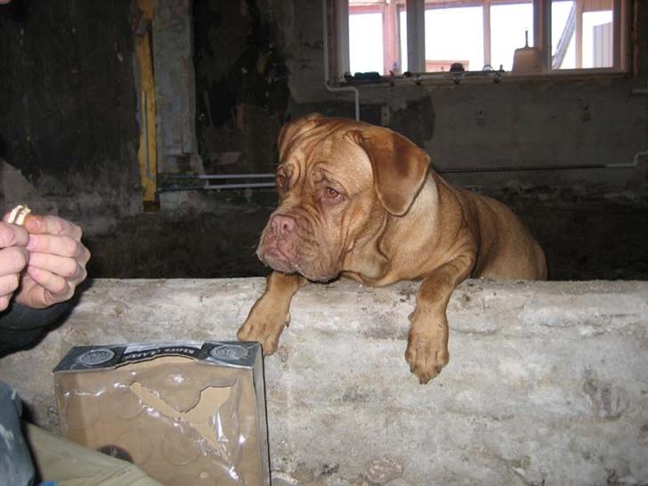 Dogue de bordeaux Vega - Vega har fået øje på et stykke chokoladekiks billede 12