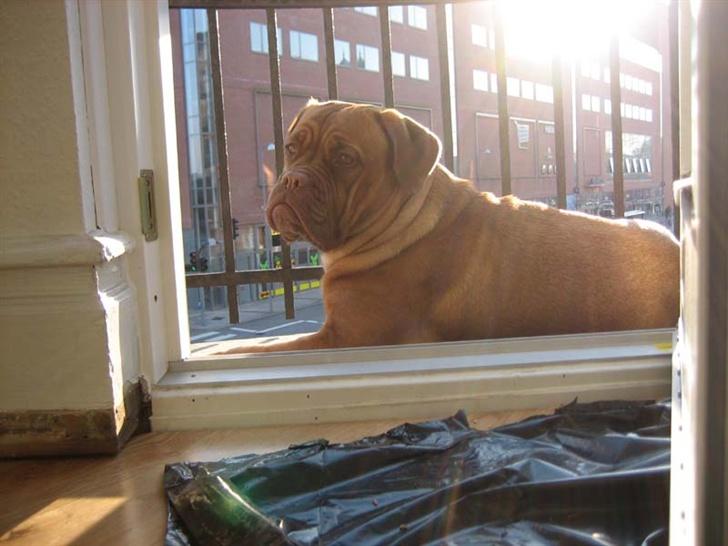 Dogue de bordeaux Vega - Nyder aftenbrisen fra altanen... Vega 14 mdr. billede 13