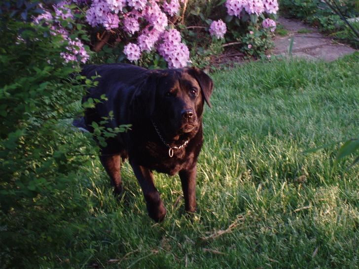Labrador retriever Rockystar's Vynwy *RIP* - Sommeren 2006 :). billede 1