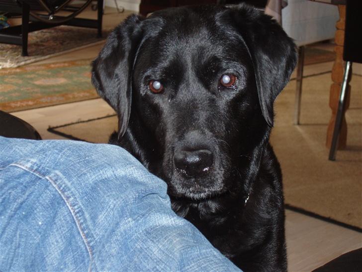 Labrador retriever Rockystar's Vynwy *RIP* - Tigge prinsesse :) billede 2