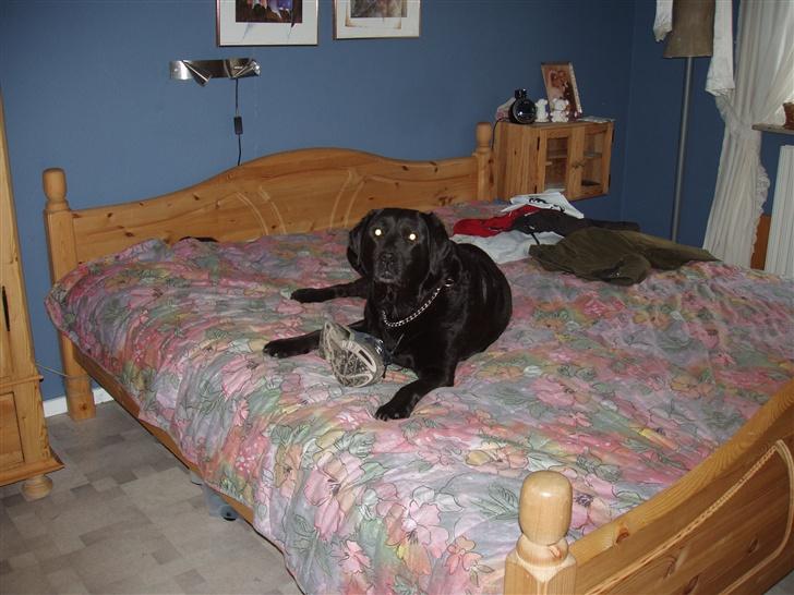 Labrador retriever Rockystar's Vynwy *RIP* - Her har hun stjålet en sko, få den tilbage det kan man i hvert fald ikke :D. billede 3
