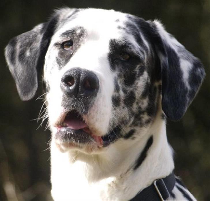 Grand danois Fiffi ~Hvil i fred~ - jeg er da dejlig... billede 2