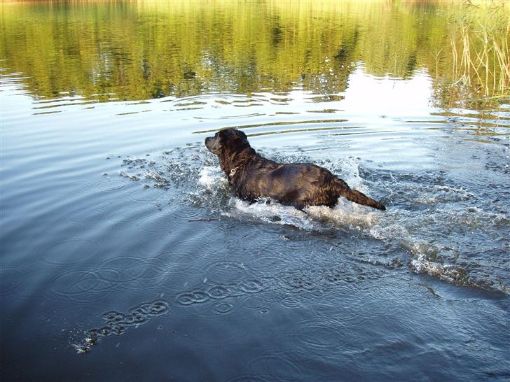 Labrador retriever Rockystar's Vynwy *RIP* - Sommeren 2006, selvom man er 12 år kunne man da godt svømme og lege alligevel billede 4